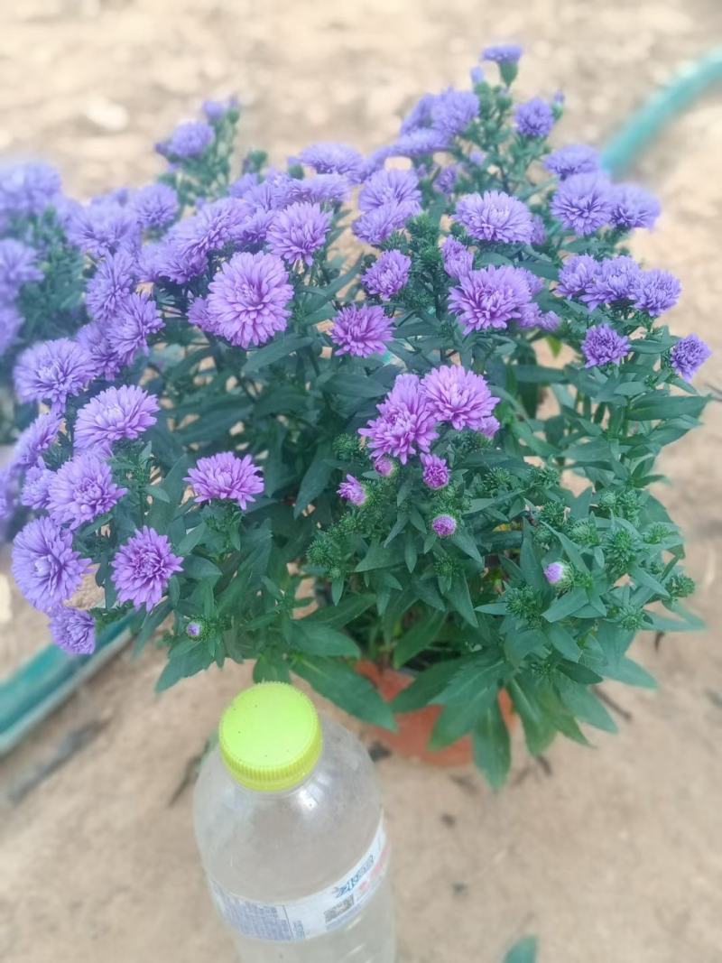 丹麦翠菊优质重瓣基地直供欢迎实地看货