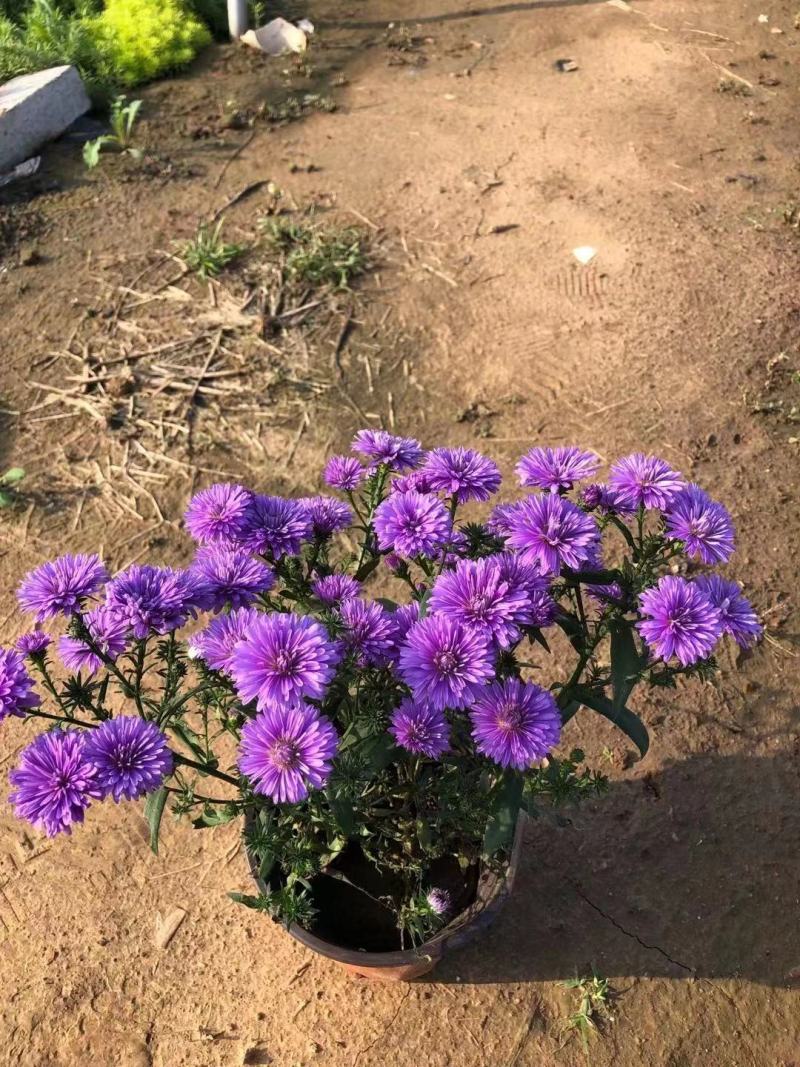 丹麦翠菊优质重瓣基地直供欢迎实地看货