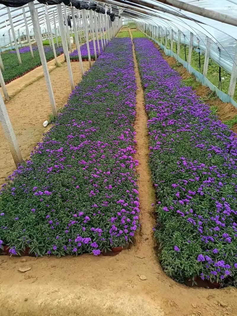 丹麦翠菊优质重瓣基地直供欢迎实地看货