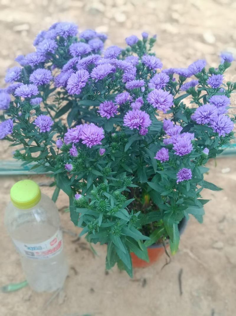 丹麦翠菊优质重瓣基地直供欢迎实地看货