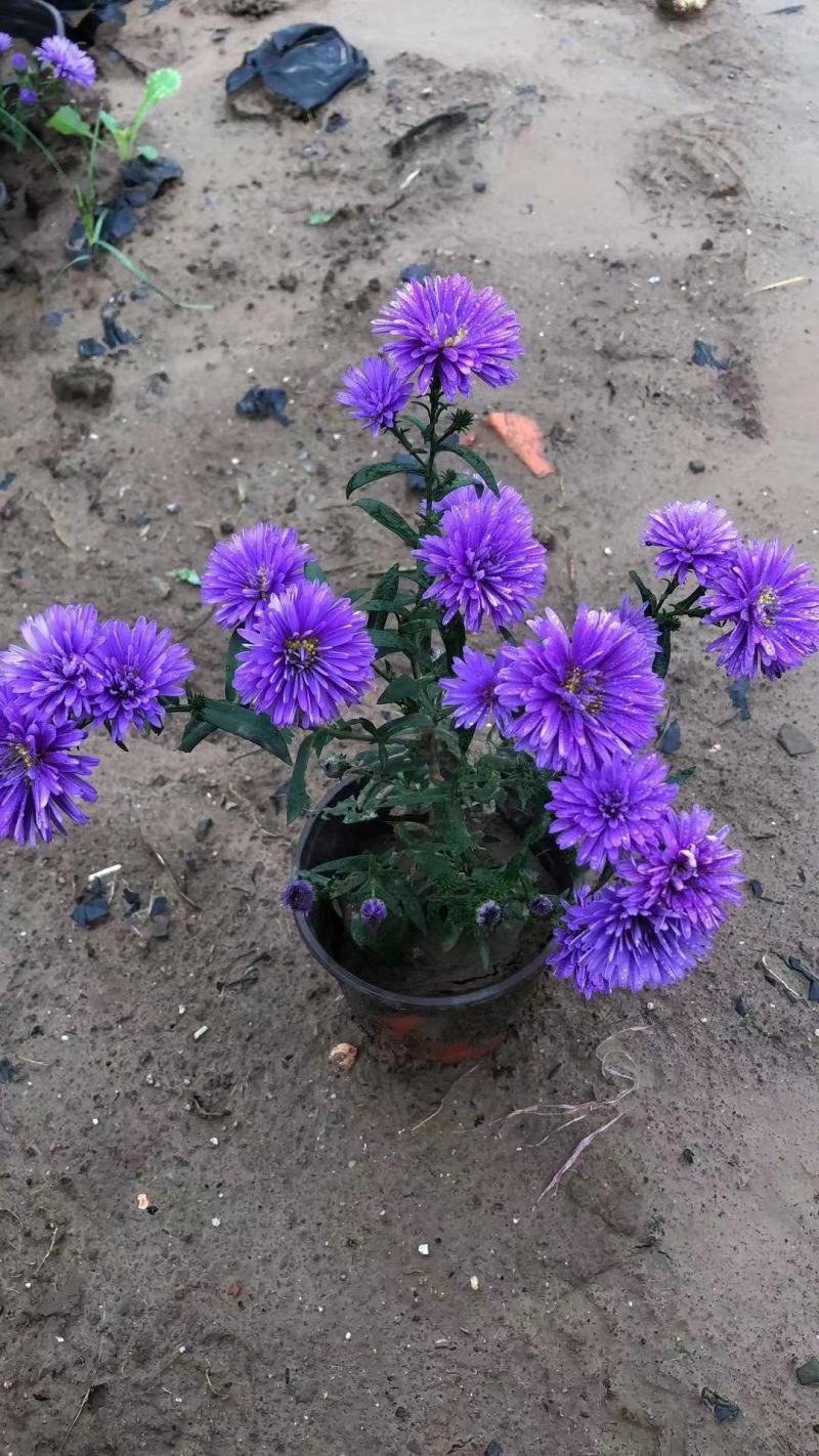 丹麦翠菊优质重瓣基地直供欢迎实地看货