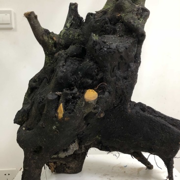 金弹子盆景桩