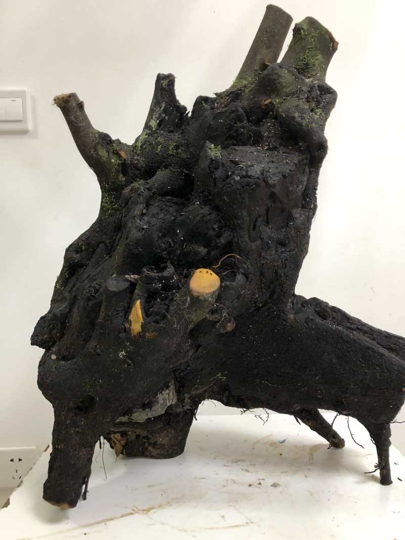 金弹子盆景桩