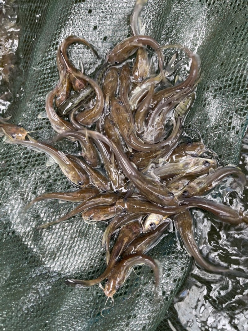 叉尾鮰鱼苗，斑点叉尾鱼苗，鱼塘直供，一手货源