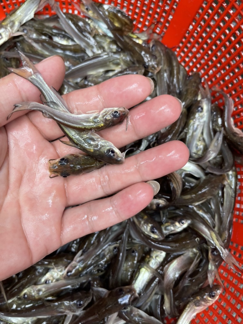 叉尾鮰鱼苗，斑点叉尾鱼苗，鱼塘直供，一手货源