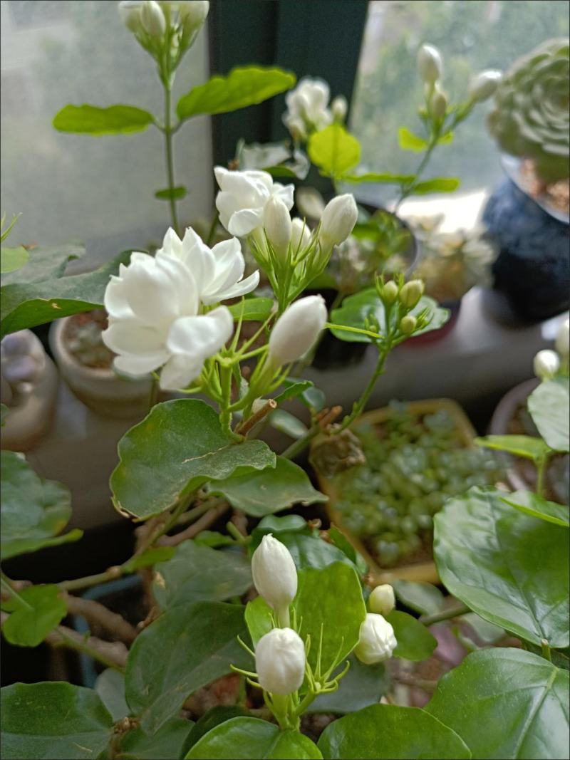 广西横县白色重瓣茉莉花苗五年老苗现拍现挖