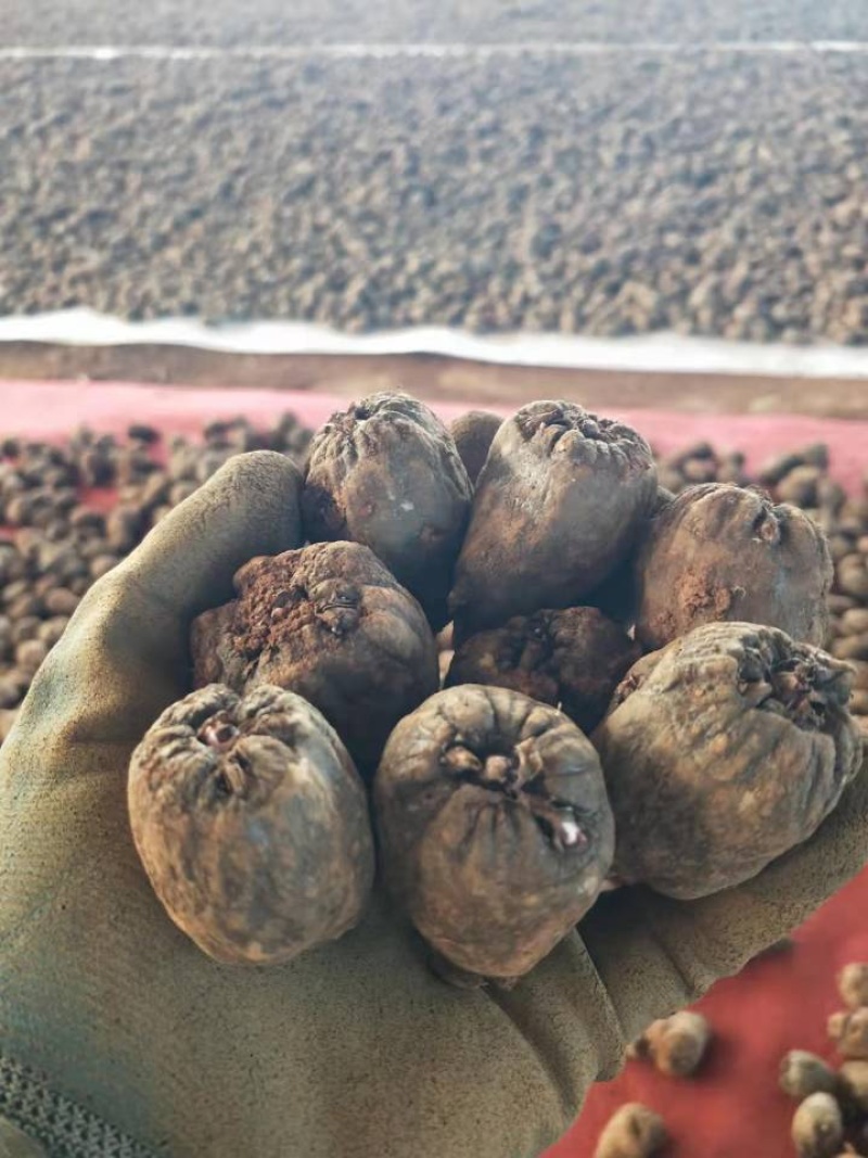 花魔芋一斤60个，无破损人工挑选，一袋籽，高成功率