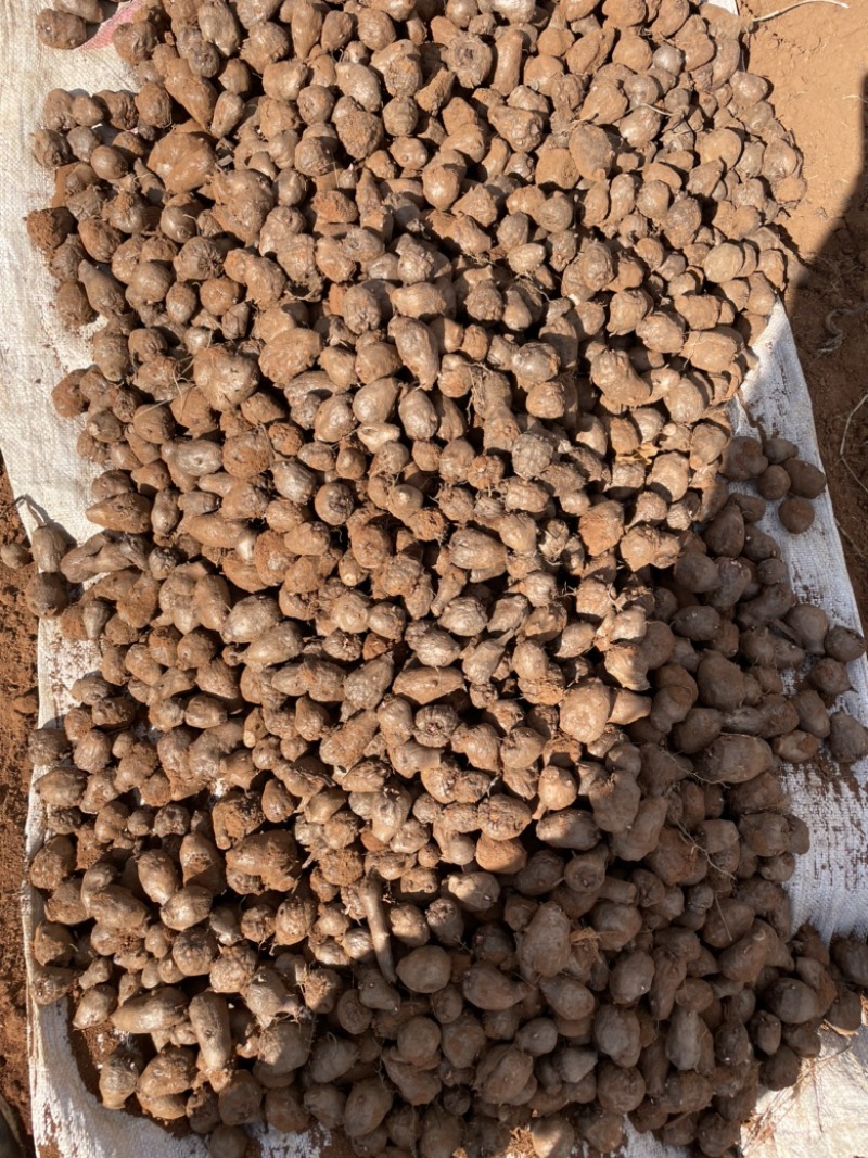 花魔芋一斤60个，无破损人工挑选，一袋籽，高成功率