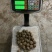 花魔芋一斤60个，无破损人工挑选，一袋籽，高成功率