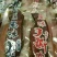 手撕牛肉（五香麻辣味）展会门市超市等、量大从优