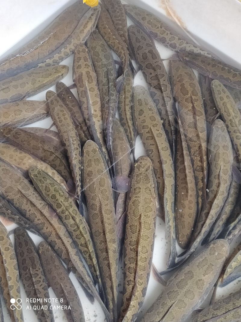 土财鱼土鲶鱼