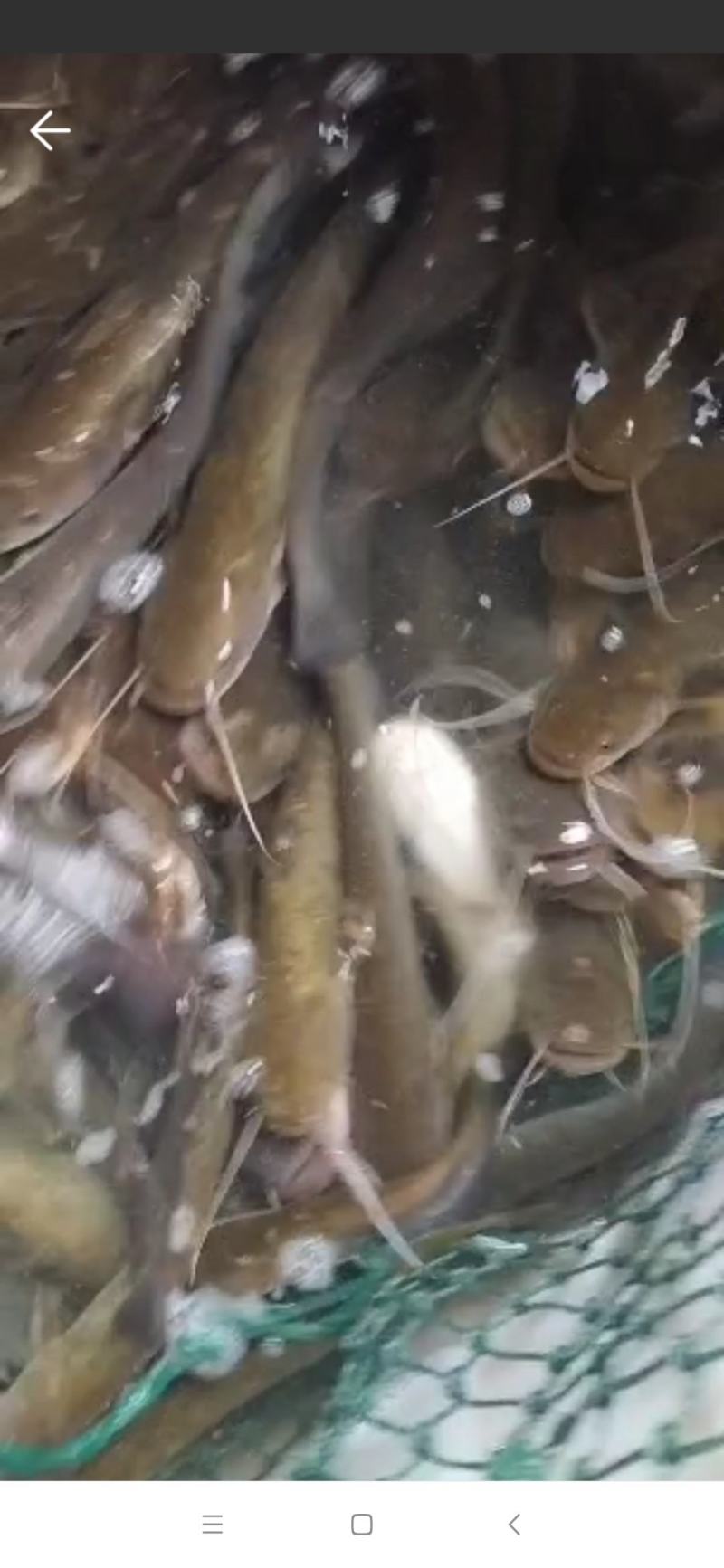 土财鱼土鲶鱼