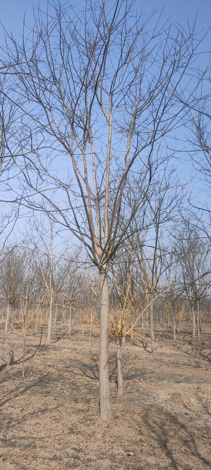 国槐金枝槐苗木基地直发量大优惠成活率高