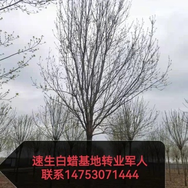 速生白蜡规格齐全1年苗2年苗3年苗价格实惠现挖先