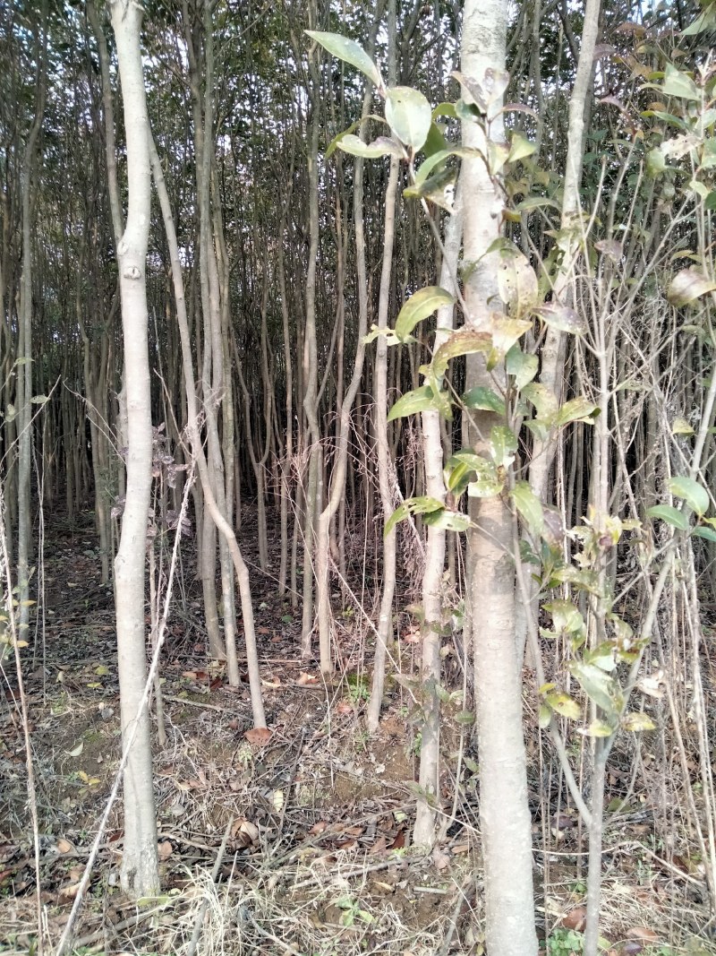 大叶女贞冬青，自家种植的，自产自销。欢迎前来选购