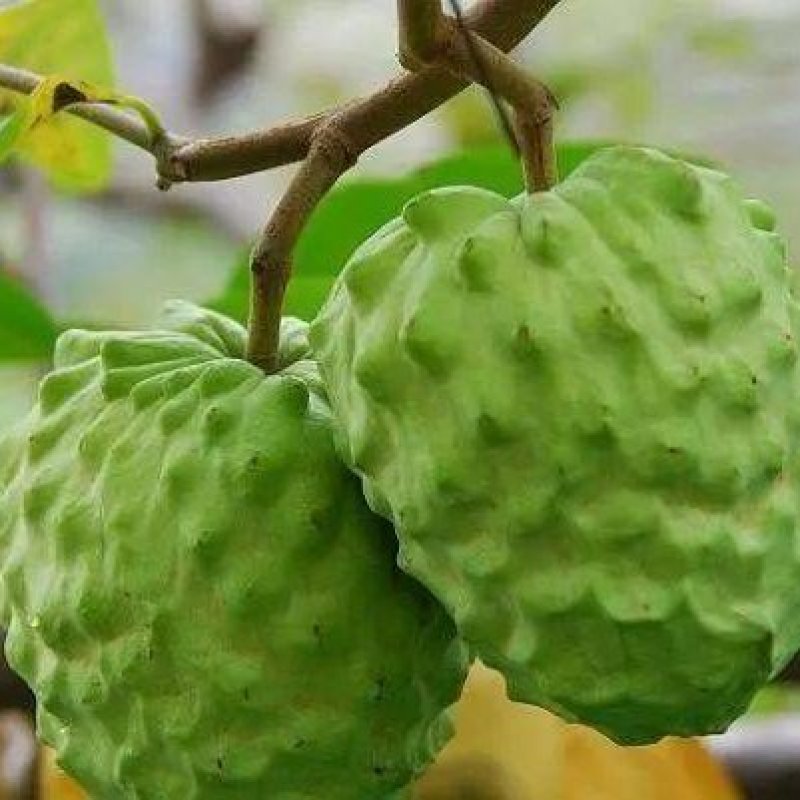 台湾释迦果苗自家嫁接苗AP大目凤梨释迦苗榴莲番荔枝苗