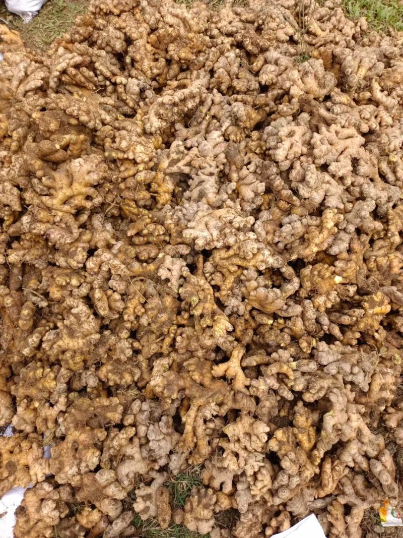 生姜小黄姜