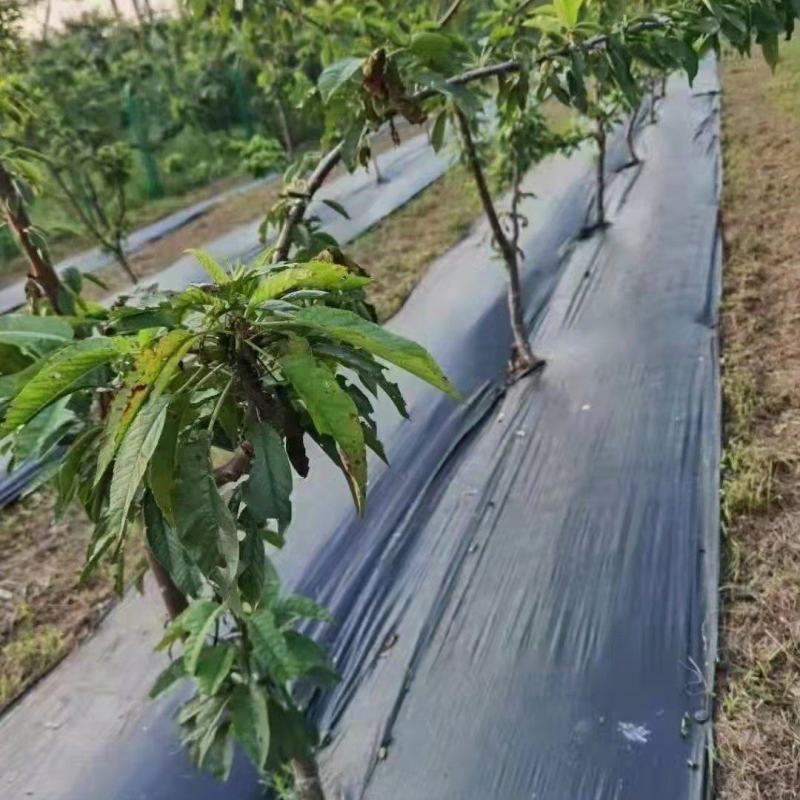 防草布除草布地布果园茶园种植药材育苗打孔地布