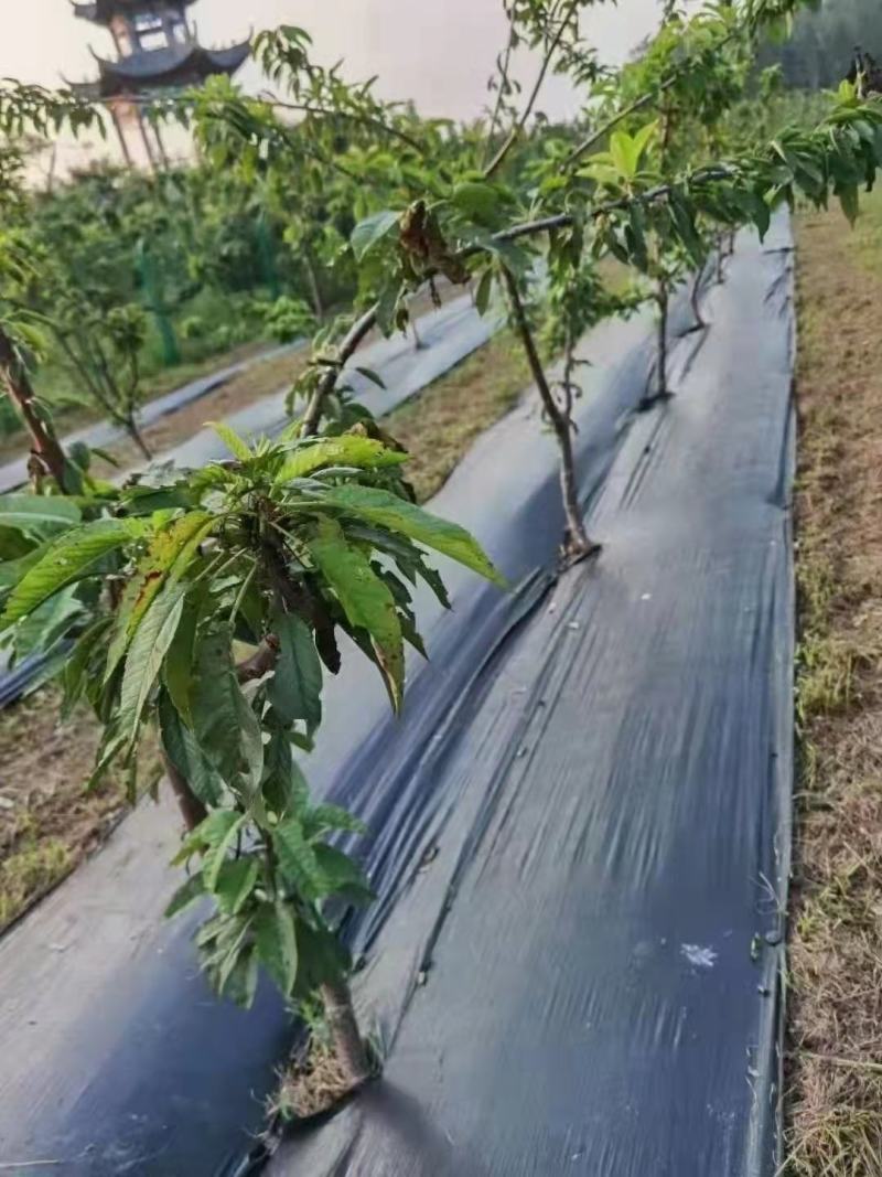 防草布除草布地布果园茶园种植药材育苗打孔地布