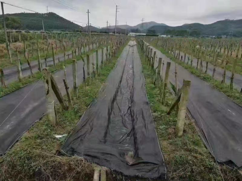 防草布除草布地布果园茶园种植药材育苗打孔地布