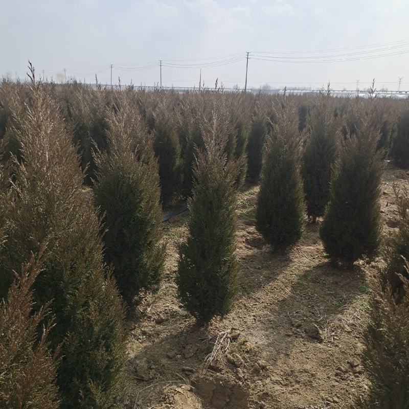 好1米塔柏常年基地批发量大优惠包装车40~400公分