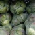 【优选品质】扁包菜现摘现发新鲜本地包菜，农家种植，品质保证