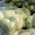 【优选品质】扁包菜现摘现发新鲜本地包菜，农家种植，品质保证