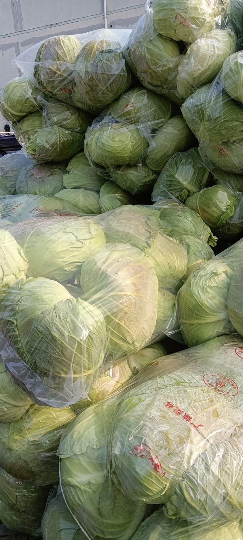 【优选品质】扁包菜现摘现发新鲜本地包菜，农家种植，品质保证