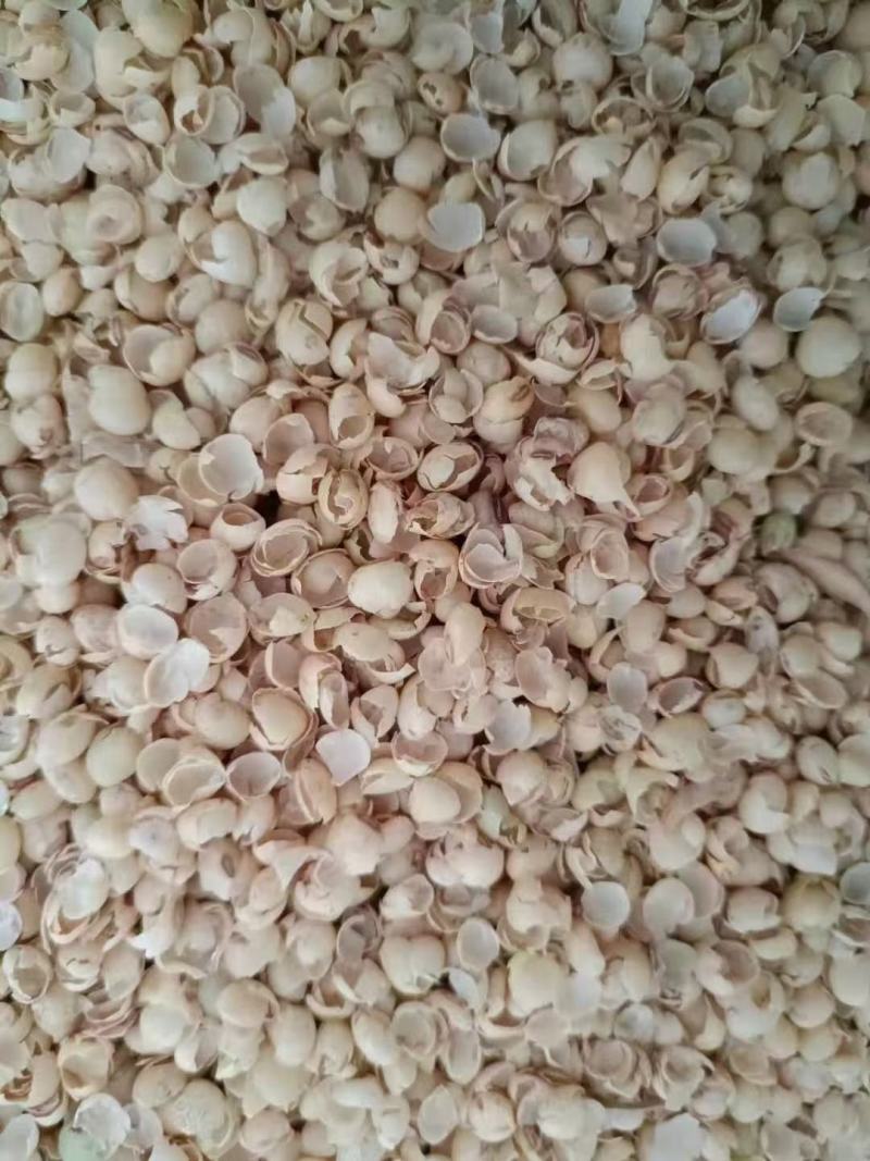 大壳豆皮