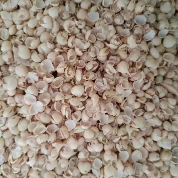 大壳豆皮