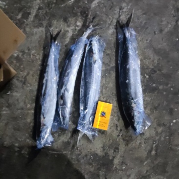 鲅鱼燕鲅鱼马鲛鱼鲅鱼蓝点马鲛马鲛