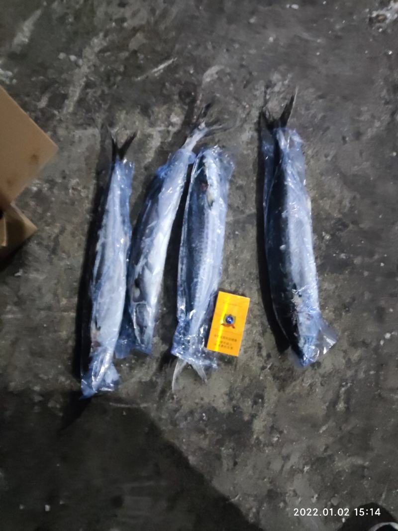 鲅鱼燕鲅鱼马鲛鱼鲅鱼蓝点马鲛马鲛