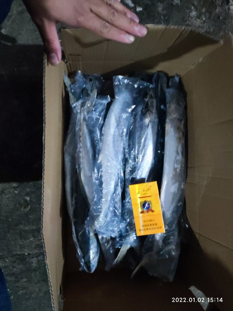 鲅鱼燕鲅鱼马鲛鱼鲅鱼蓝点马鲛马鲛