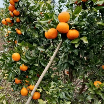 大量沃甘出售