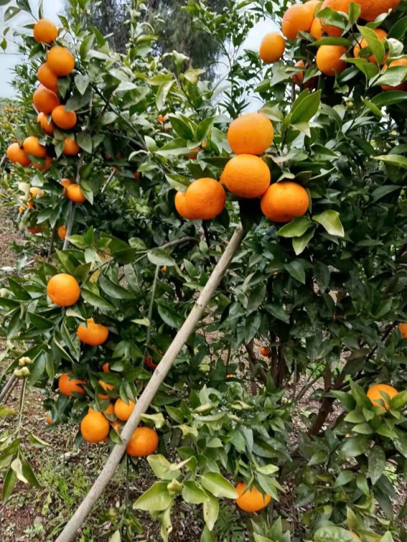 大量沃甘出售