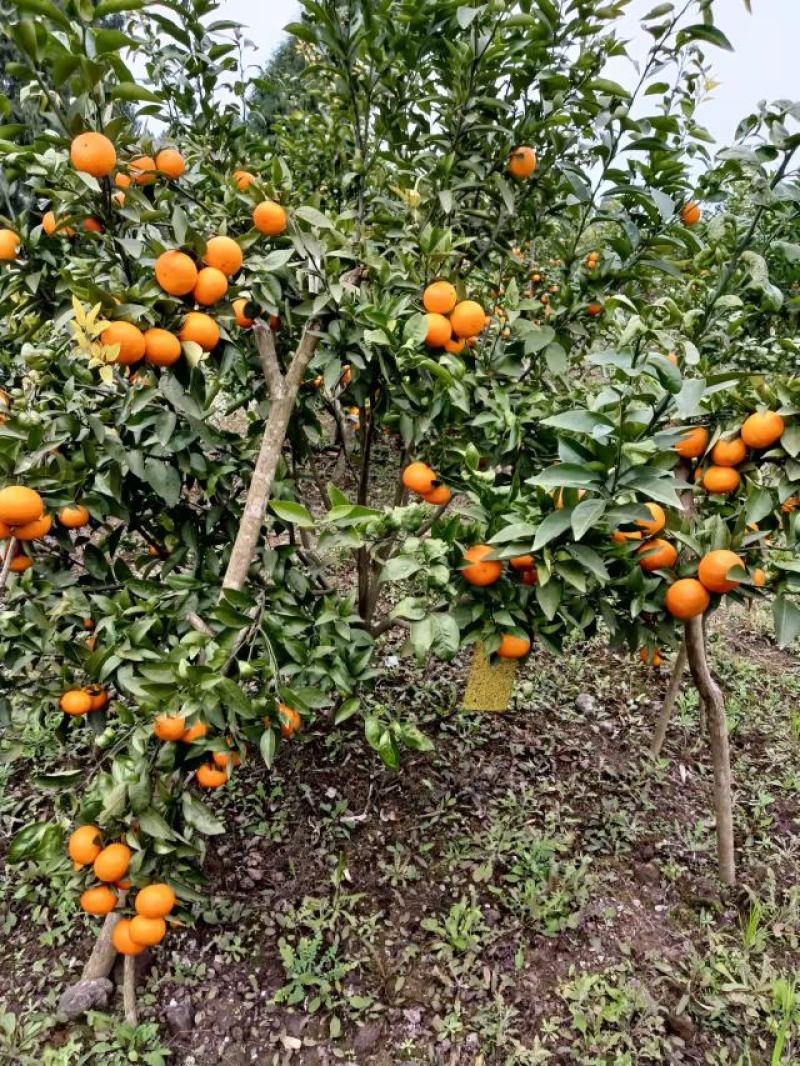 大量沃甘出售