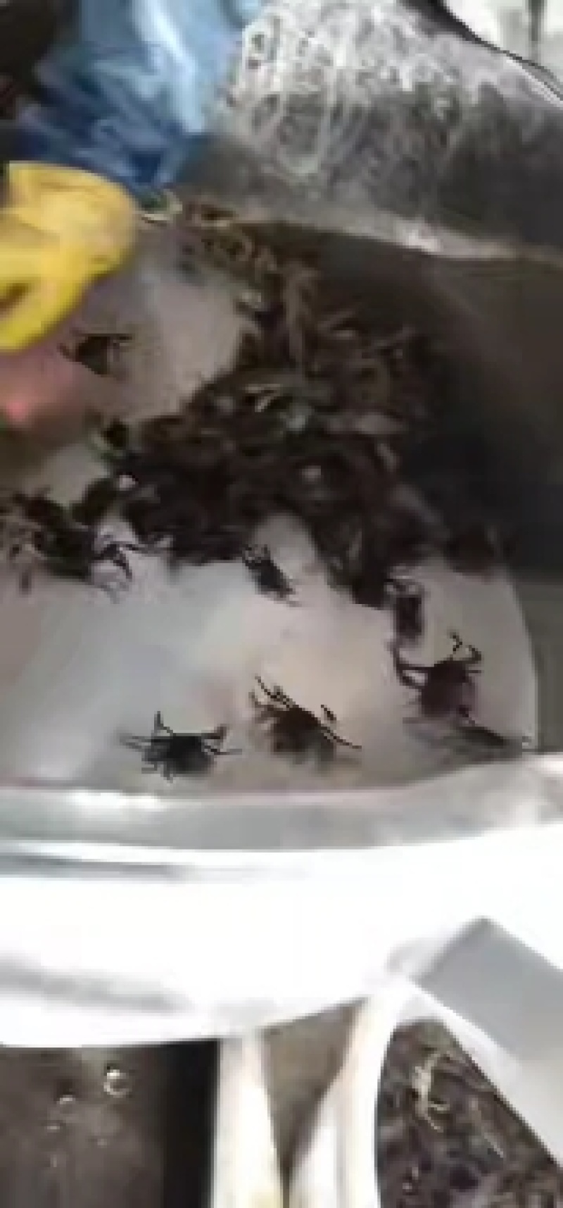 蟹苗，扣蟹，大闸蟹苗