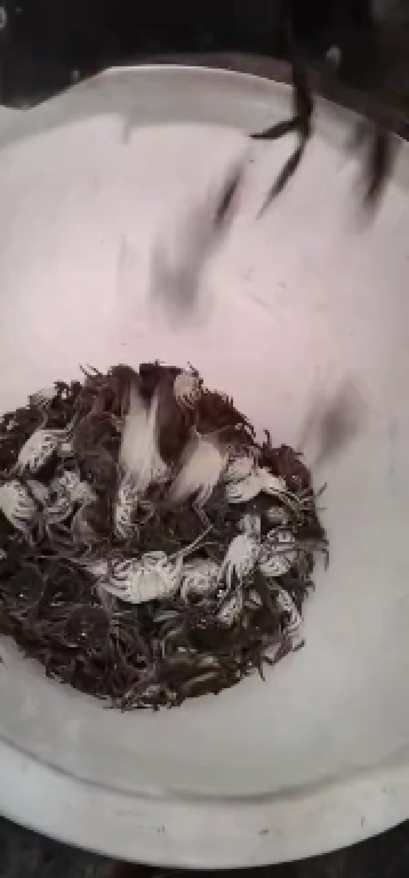 蟹苗，扣蟹，大闸蟹苗