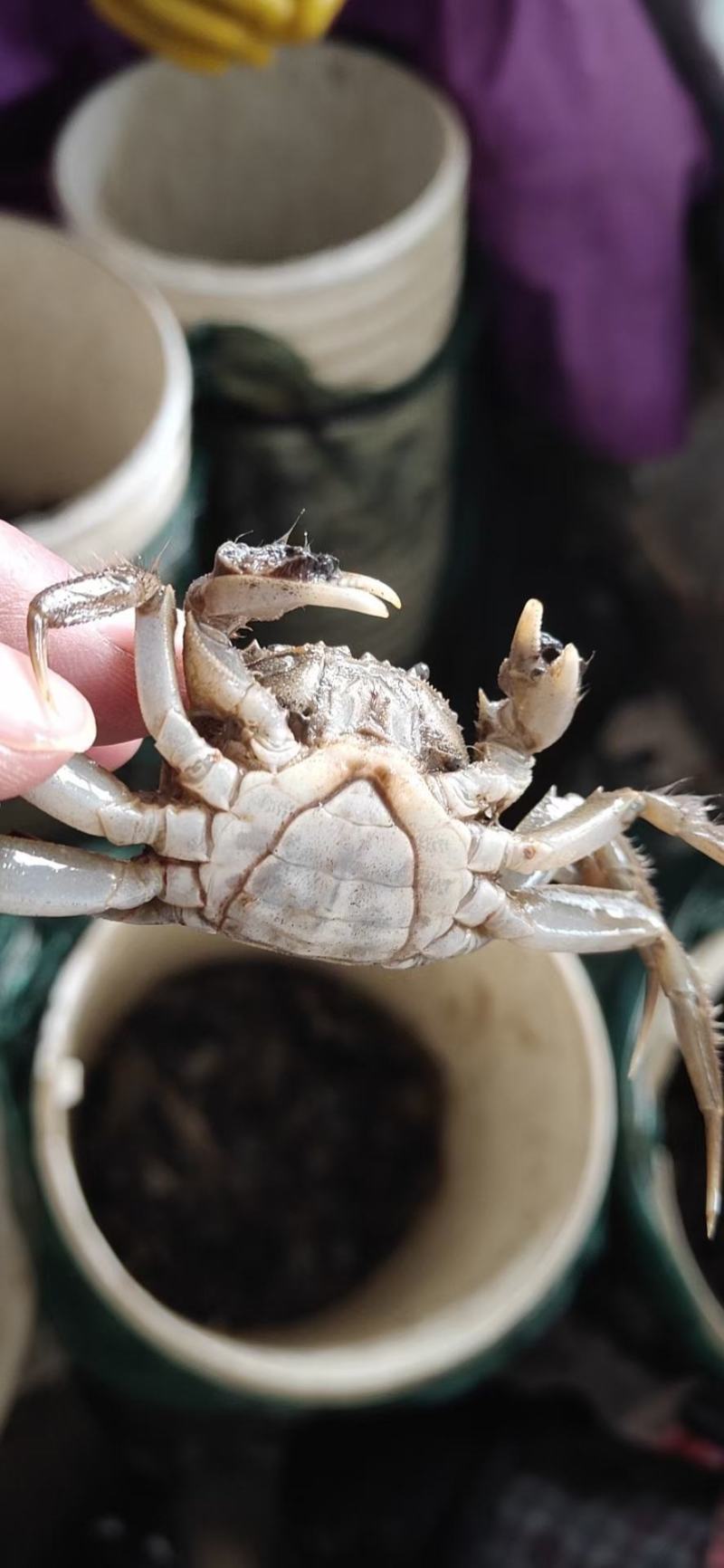蟹苗，扣蟹，大闸蟹苗
