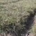 【油松苗】两年油松营养袋苗大量供应基地直发欢迎咨询