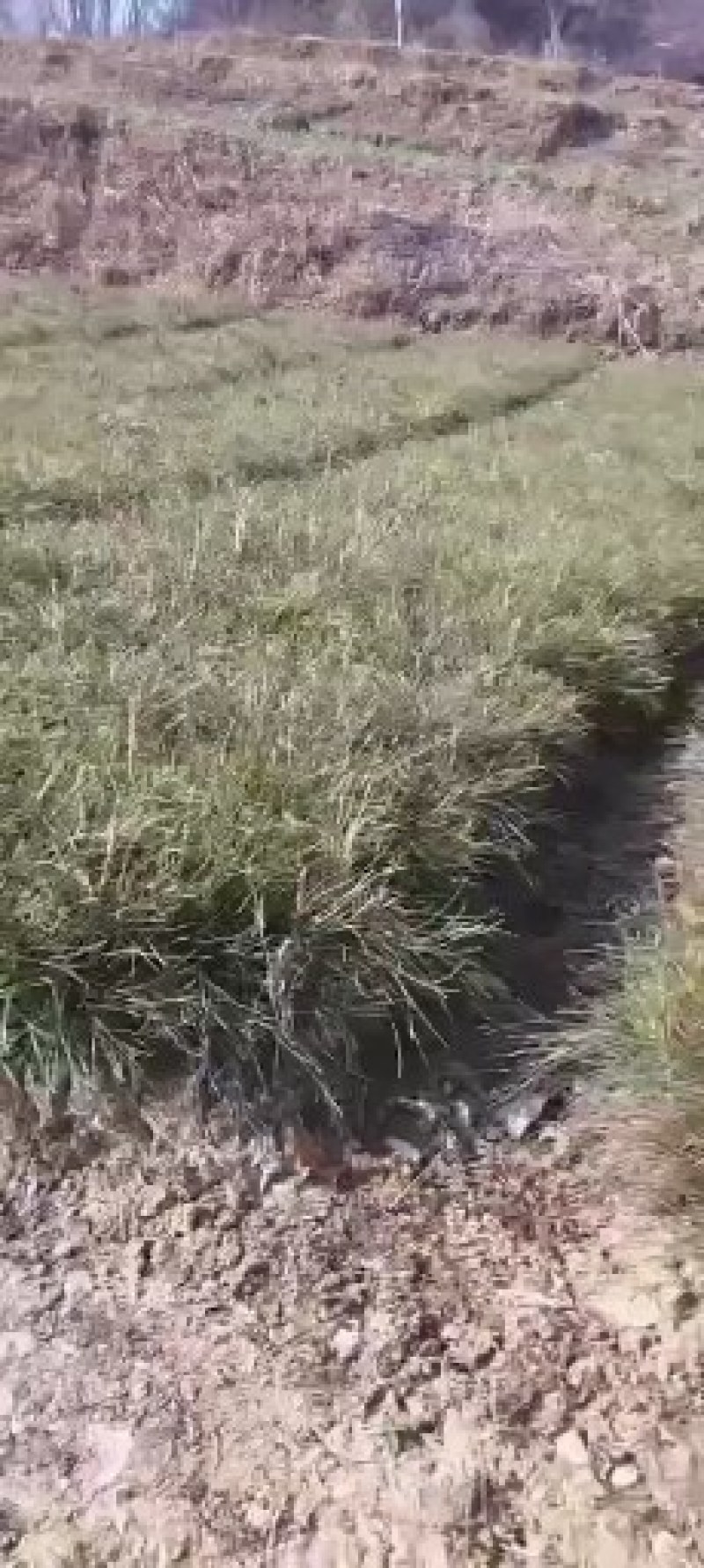 【油松苗】两年油松营养袋苗大量供应基地直发欢迎咨询