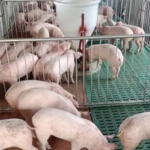 大型猪场出售优良三元仔猪，支持全国物流发货