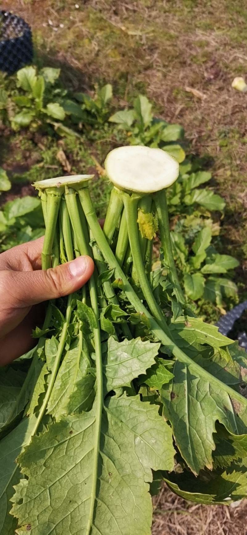 芥菜丝大头菜辣疙瘩丝腌制好的丝丝腌制好的叶子