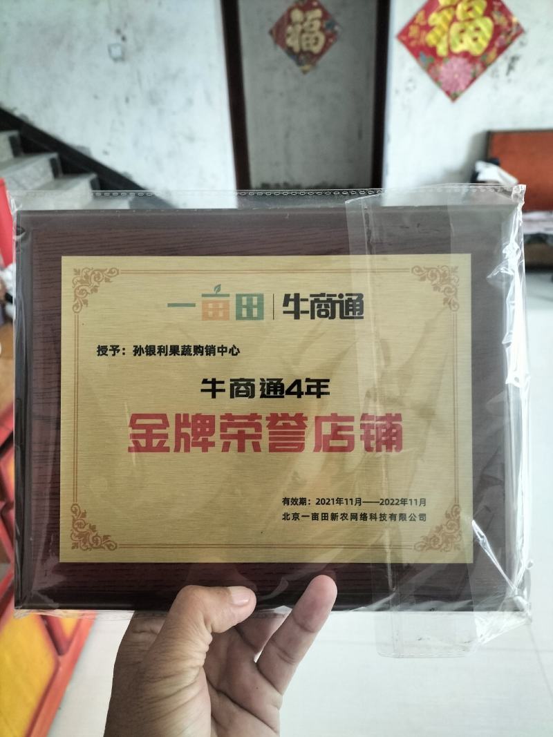 商丘市夏邑县青杂三号白菜，大量供货中，视频看货，欢迎选购