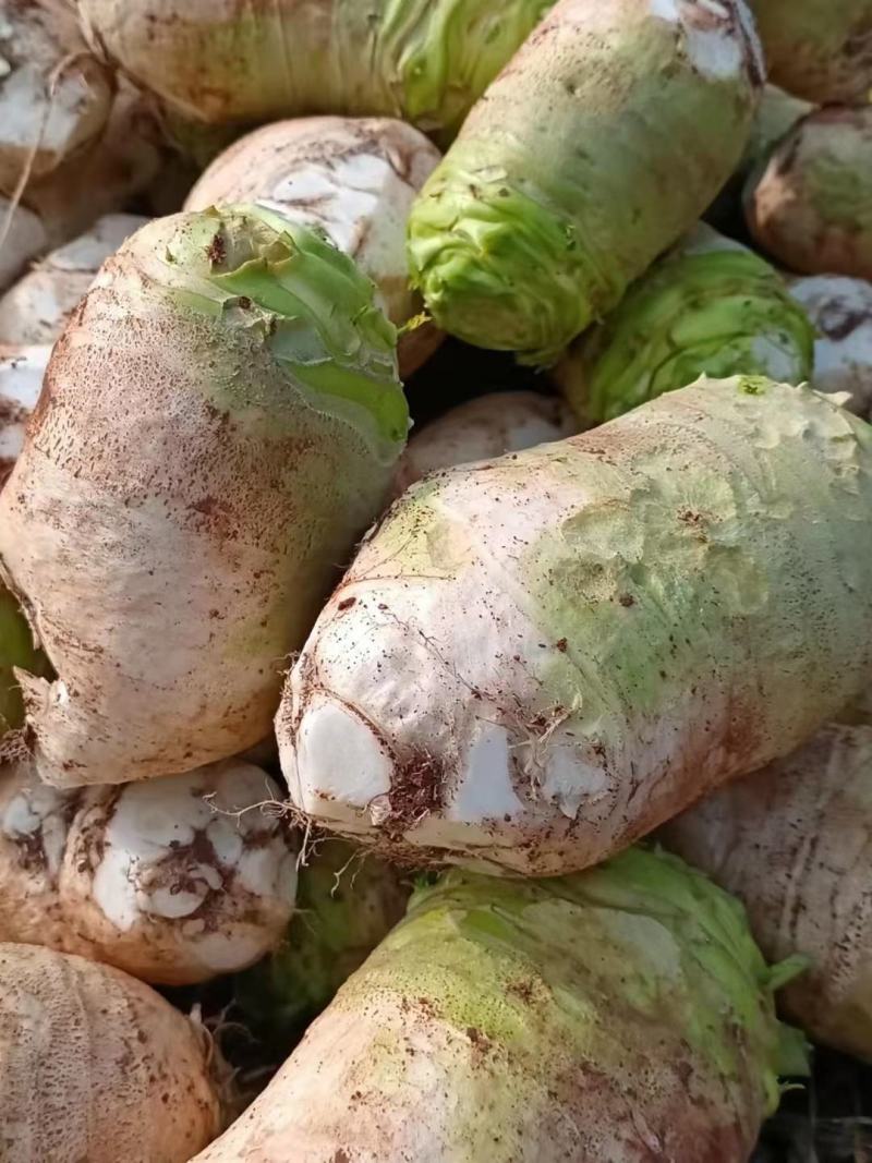 芥菜丝大头菜辣疙瘩丝腌制好的丝丝腌制好的叶子