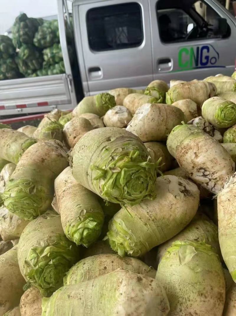 芥菜丝大头菜辣疙瘩丝腌制好的丝丝腌制好的叶子