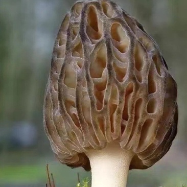 【新鲜羊肚菌】个大饱满肉质厚实坏菌包赔