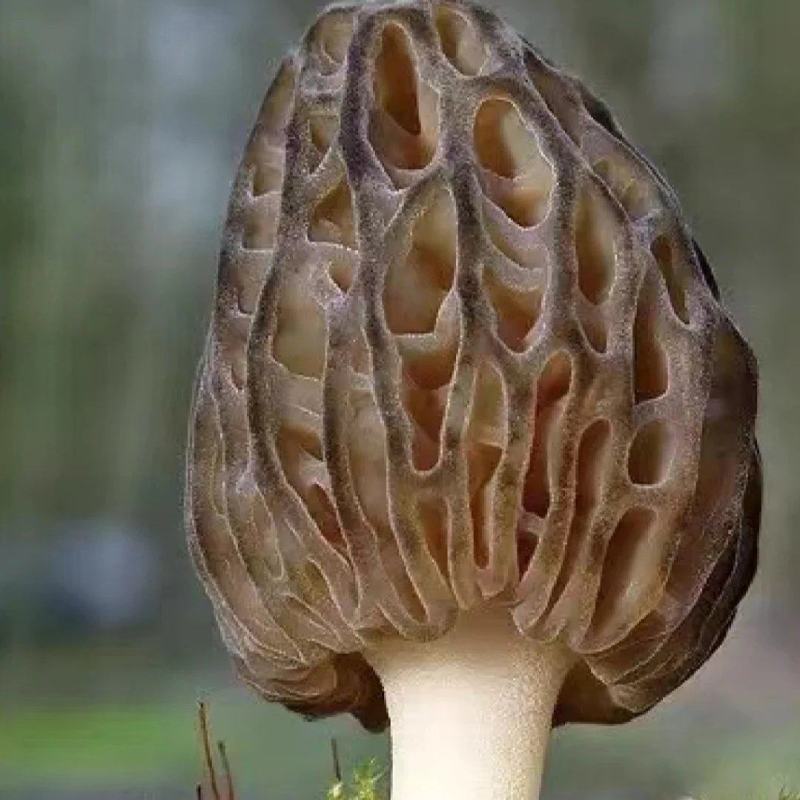 【新鲜羊肚菌】个大饱满肉质厚实坏菌包赔
