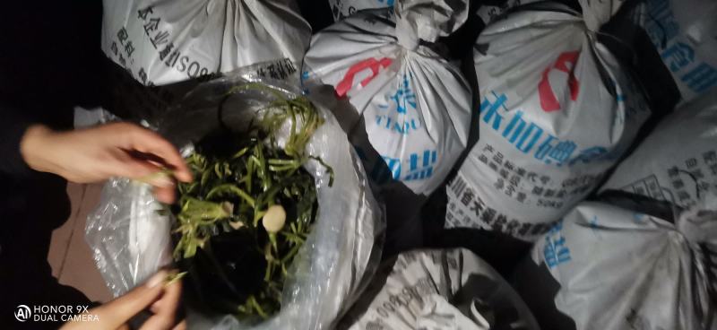 芥菜丝大头菜辣疙瘩丝腌制好的丝丝腌制好的叶子