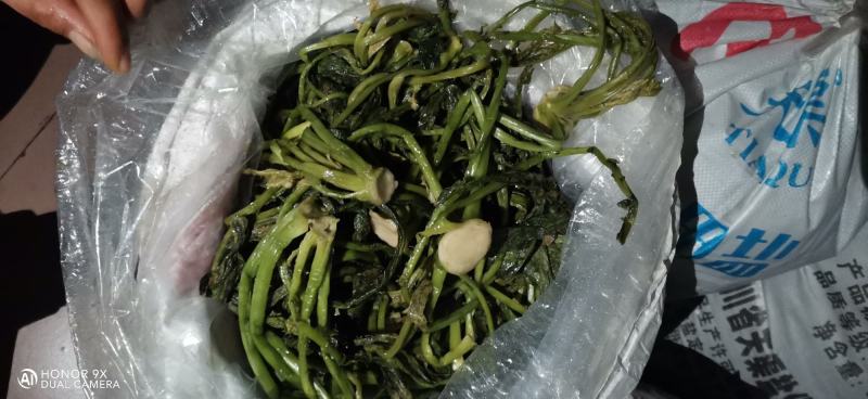 芥菜丝大头菜辣疙瘩丝腌制好的丝丝腌制好的叶子